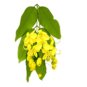 Amaltas